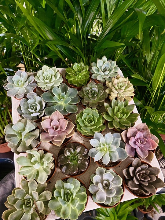 M✧succulent ·͜· ︎︎ᕷ Piękne Sukulenty Echeveria Mix Kolorowy Zestaw 5 szt - Arena.pl