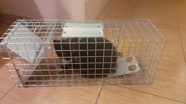 ŻYWOŁAPKA PUŁAPKA NA KUNY SZCZURY ŁASICE NORKI TCHÓRZE ŁASKI ŁAPKA