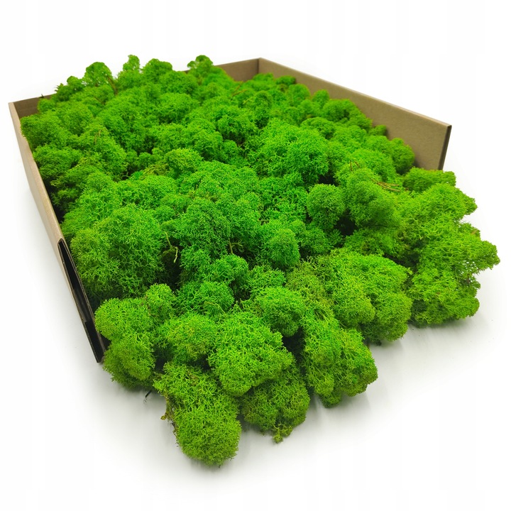 Mech Chrobotek Reniferowy - Fiński - Oczyszczony - Jasnozielony - 500g