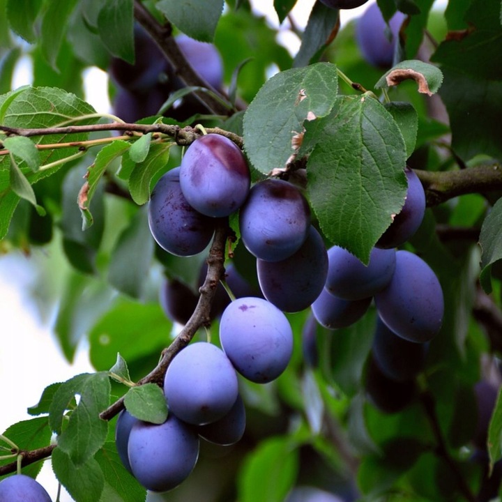SADZONKI DRZEWKA OWOCOWE ŚLIWA WĘGIERKA ZWYKŁA SAMOPYLNA ODMIANA