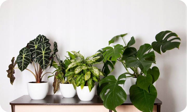 Ziemia do Kwiatów Podłoże do Monstery 20L Juka Bio Bigos Lekkie