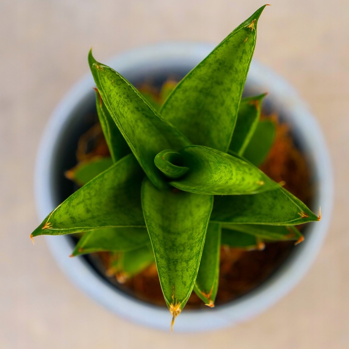 Sansevieria ''Starshooter'' Ø8cm kolekcjonerska niezniszczalna