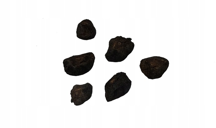 ZESTAW DO UPRAWY EUKALIPTUS SREBRNY DRZEWKO BONSAI NASIONA 5 SZT WIELOLETNI