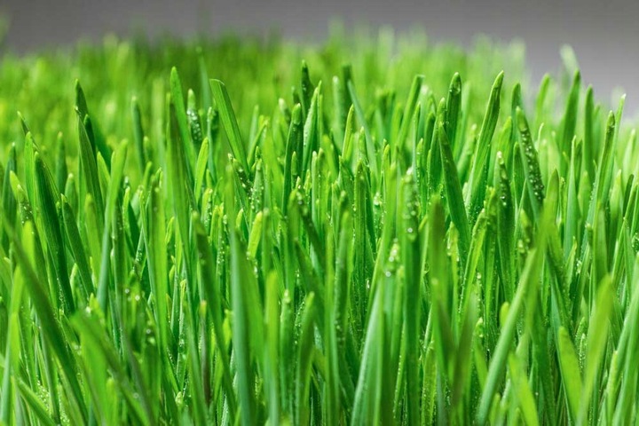 Ekologiczna Trawa TRAWKA Dla Kotów Przysmak Odkłaczający Wyrośnięta Świeża