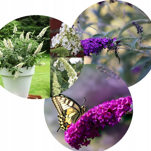 BUDLEJA TRÓJKOLOROWA ZESTAW 3 SADZONEK - MIODODAJNY MOTYLI KRZEW