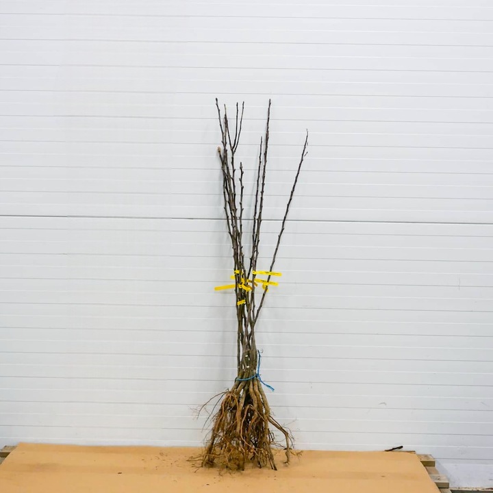 SADZONKI DRZEWKA OWOCOWE GRUSZA KLAPSA FAWORYTKA GIGANTYCZNE OWOCE