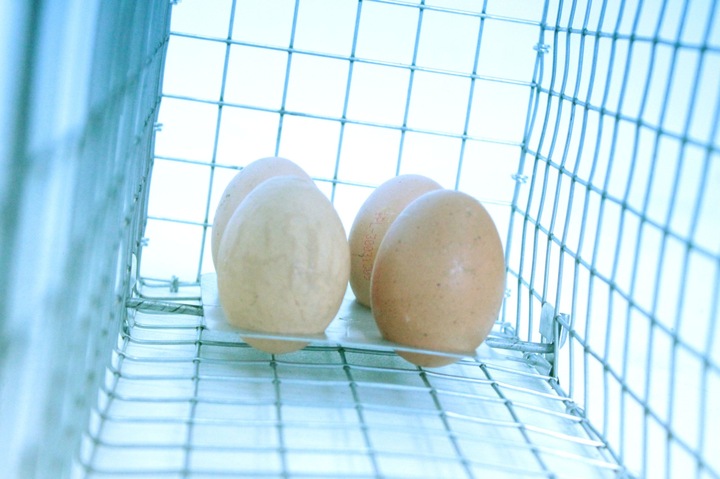 żywołapka pułapka na kuny lisy szopy bobry duża