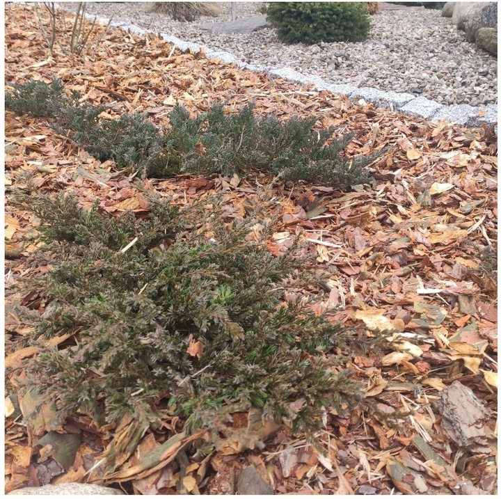 KORA SOSNOWA OGRODOWA WOREK 80L