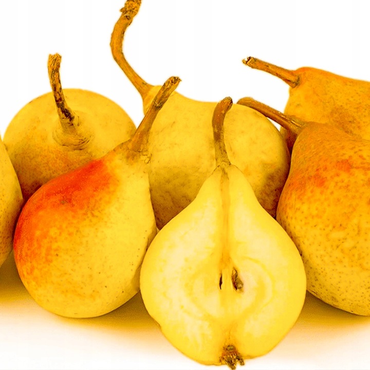 SADZONKI DRZEWKA OWOCOWE GRUSZA KLAPSA FAWORYTKA GIGANTYCZNE OWOCE