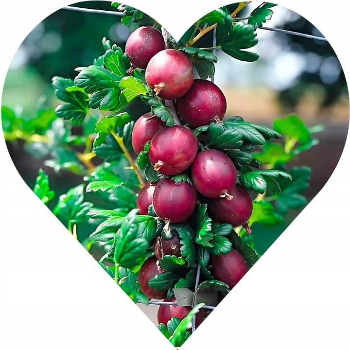 Agrest czerwony na pniu BEZKOLCOWY - smak ,zaśpiewasz JEEEZU UFAAM