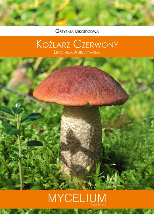 KOŹLARZ CZERWONY zagęszczona żywa grzybnia