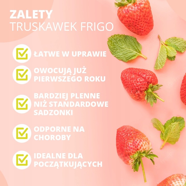 TRUSKAWKA HONEOYE BARDZO WCZESNA DESEROWA 10 SZT. SADZONKI TRUSKAWEK FRIGO