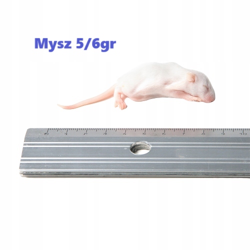 Myszy mrożone oseski 5/6g 25 sztuk + suchy lód