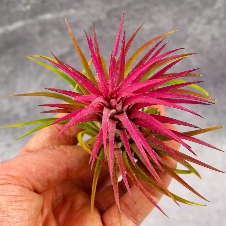 Tillandsia OPLĄTWA ionantha Intensywnie czerwona W ZIMOWYM OPAKOWANIU