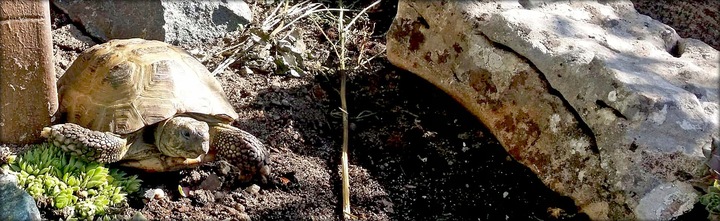 Podłoże dla żółwia do terrarium Ziemia dla żółwia Testudo Soil Original 25L