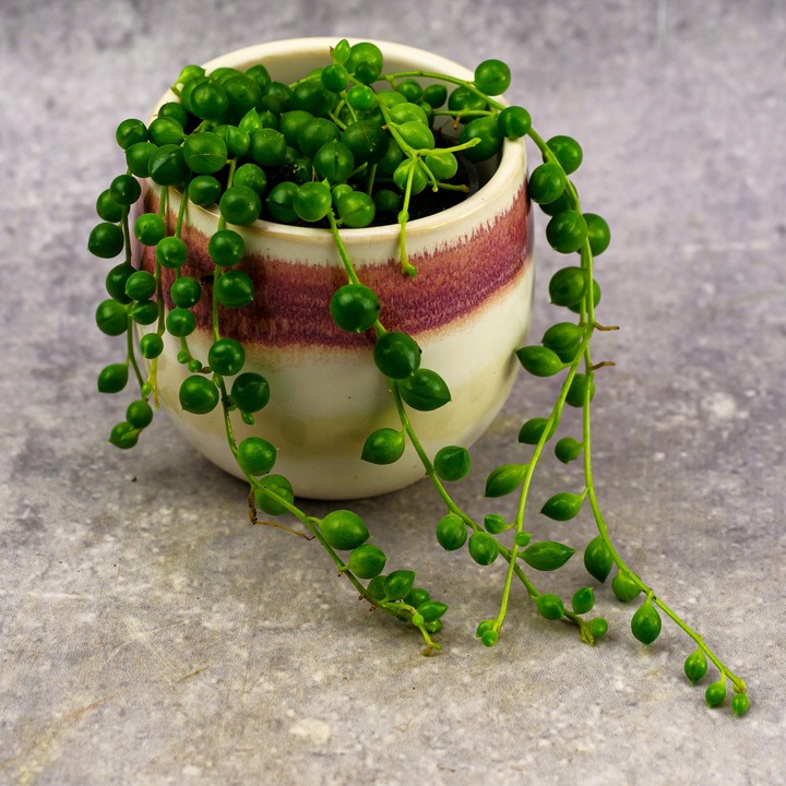 SENECIO rowleyanus STARZEC ROWLEYA D6cm ZIMOWE ZABEZPIECZENIE