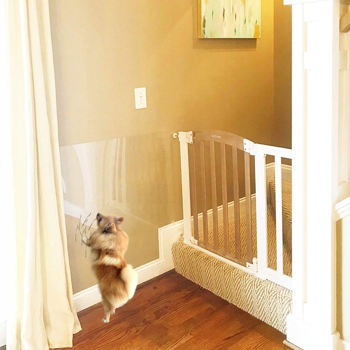 FOLIA OCHRONNA DRZWI PRZECIW DRAPANIU 100x100, 1x1