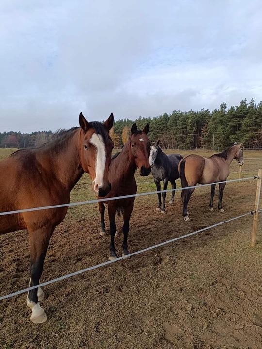 Nawóz ekologiczny koński obornik BEZ SŁOMY świeży do sadu ogrodu 50L