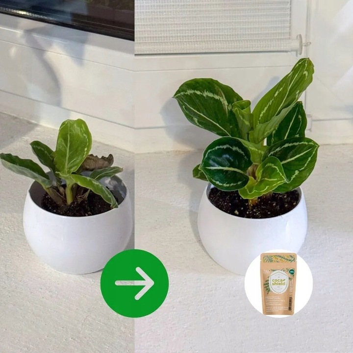 CocaShield Odżywka Do Roślin Ochrona ANTY - Szkodnik Niesamowicie