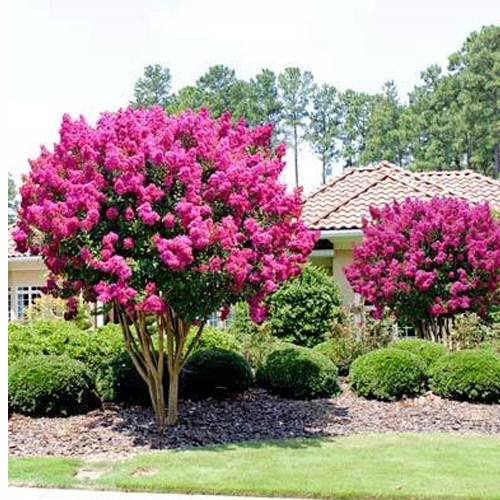 LAGERSTROEMIA INDYJSKA PINK NAJDŁUŻEJ KWITNĄCY KRZEW ŚWIATA Sadz.
