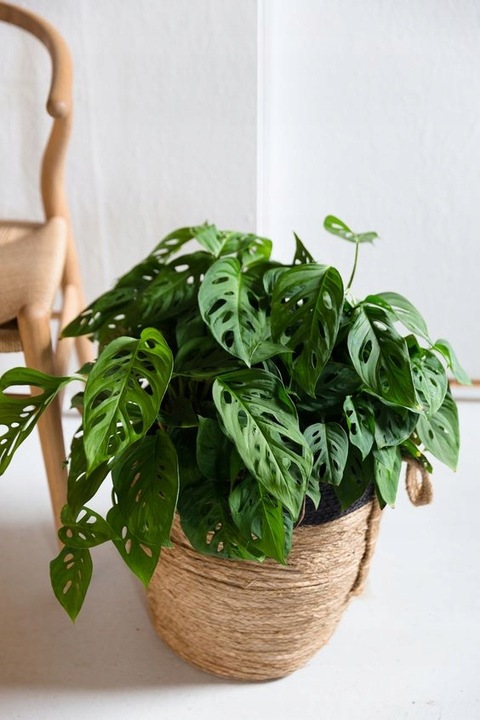 Monstera Monkey Mask Adansonii - Bardzo Ładny Kwiatek Szwajcarski Ser