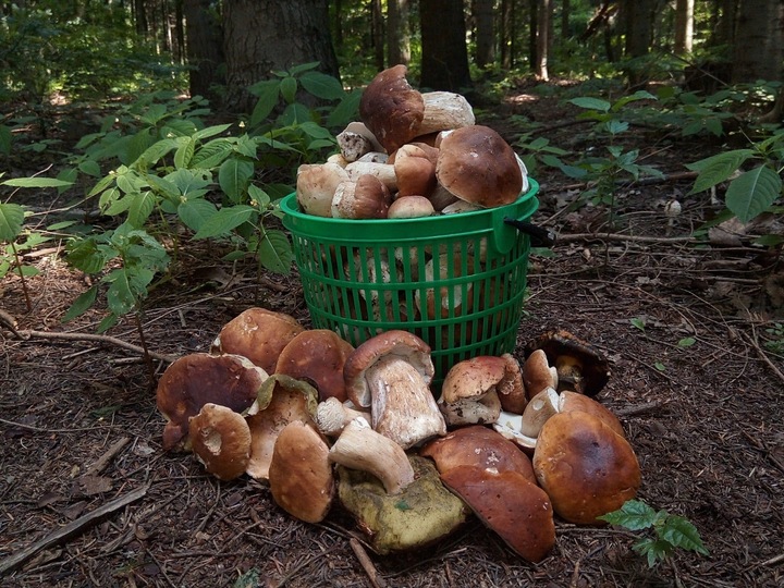 2x KOSZ 12L NA GRZYBY OWOCE ZIEMNIAKI KOSZYK PLASTIKOWY ZIELONY WIADERKO