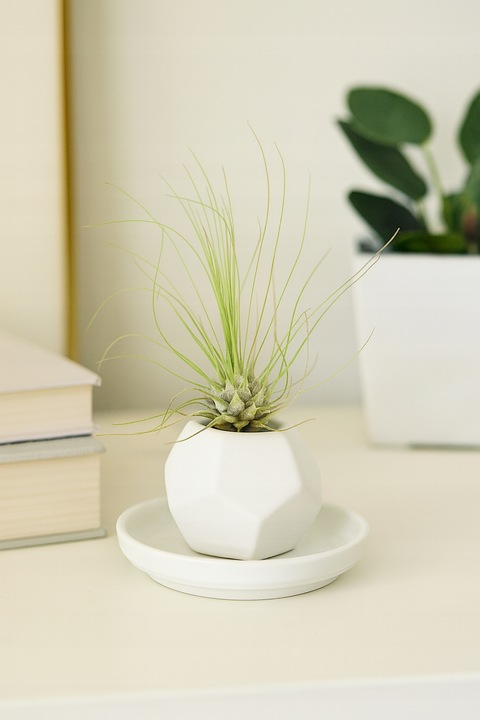 TILLANDSIA, OPLĄTWA X 6 SZT, NA START ! airplant