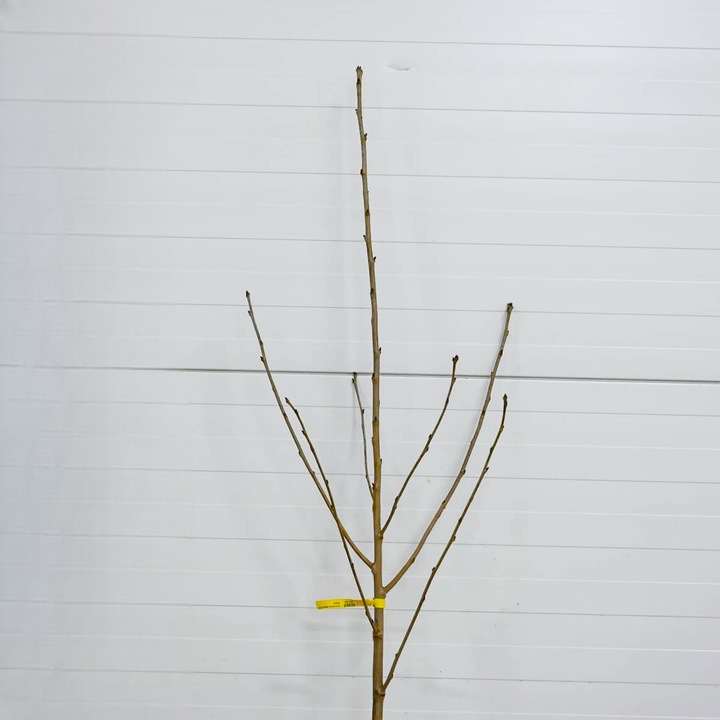 DRZEWKA OWOCOWE CZEREŚNIA TAMARA NAJWIĘKSZE SŁODKIE OWOCE SADZONKI