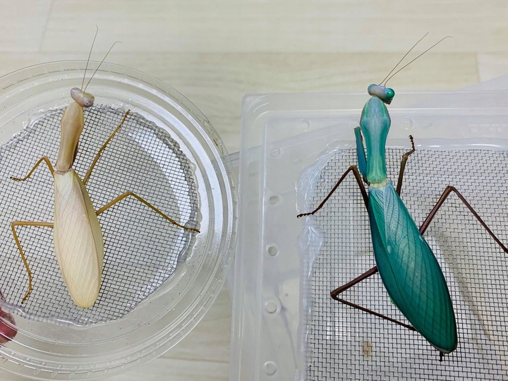 Hierodula z Papui Największa Modliszka