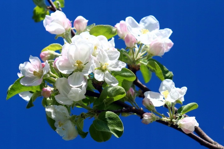 JABŁOŃ PAPIERÓWKA - NAJWCZEŚNIEJSZE- KARŁOWA !!!