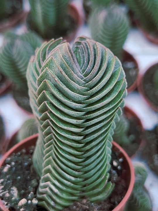 Crassula 'Buddha's Temple' Sukulent GRUBOSZ
