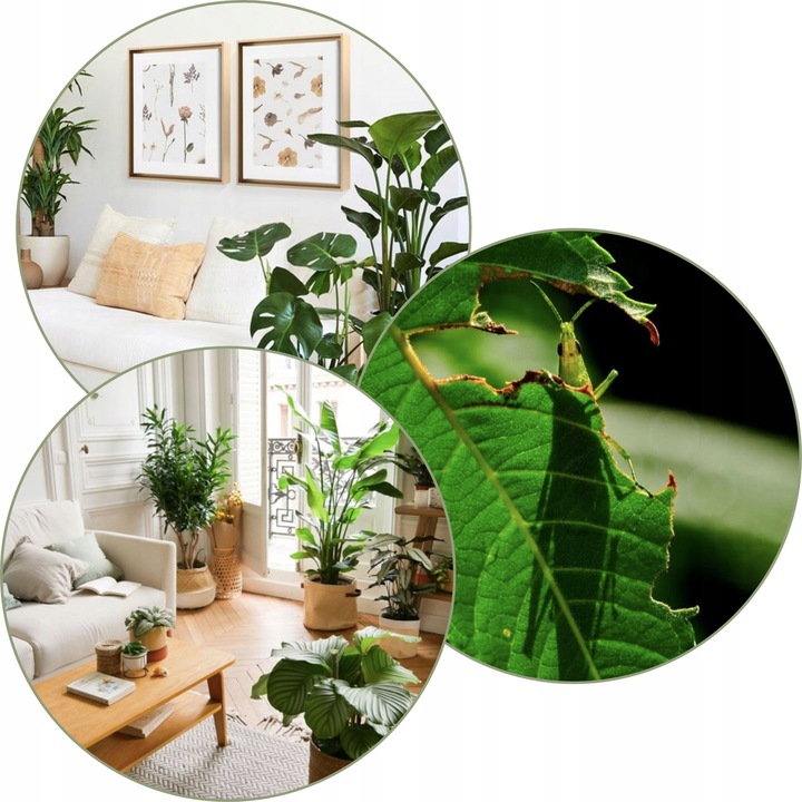 COMPO 2w1 NA CHOROBY I SZKODNIKI - MSZYCE PRZĘDZIORKI WCIORNASTKI