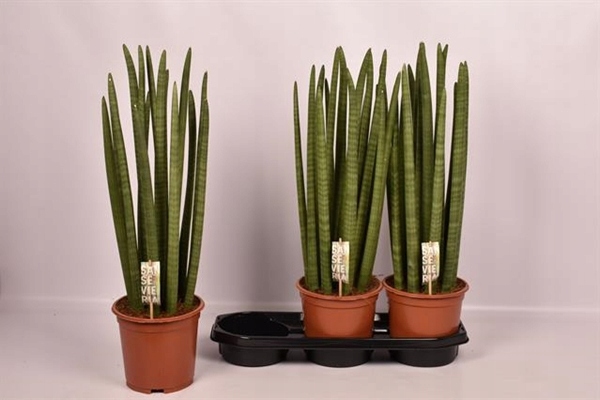 Sansevieria Cylindrica 19Ø 70cm Mega Duża dostojna i reprezentacyjna