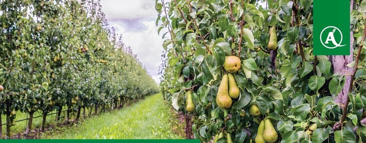 MIEDZIAN 50WP 500G 0,5kg ŚRODEK GRZYBOBÓJCZY OPRYSK MIEDZI DO SADU