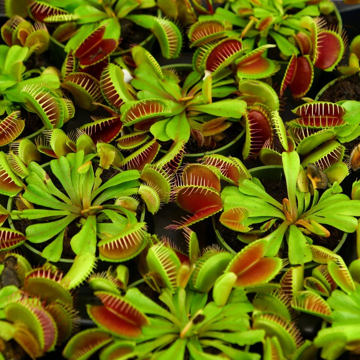 Muchołówka Dionaea Muscipula RED DRAGON OWADOŻERNA Zimoodporne