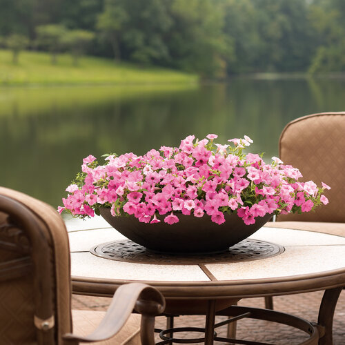 SUPERTUNIA VISTA BUBBLEGUM 6 SZTUK