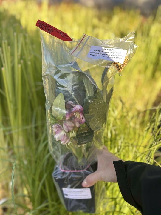 CIEMIERNIK HELLEBORUS DOUBLE ELLEN PICOTEE sadzonka 2 letnia doniczka