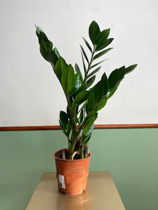 Zamiokulkas prosta w uprawie Zamikulkas 30cm