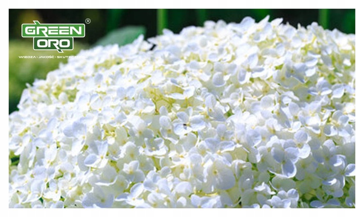 Nawóz do Hortensji Rododendronów Borówki Azalii Magnolii 5kg 100 dni