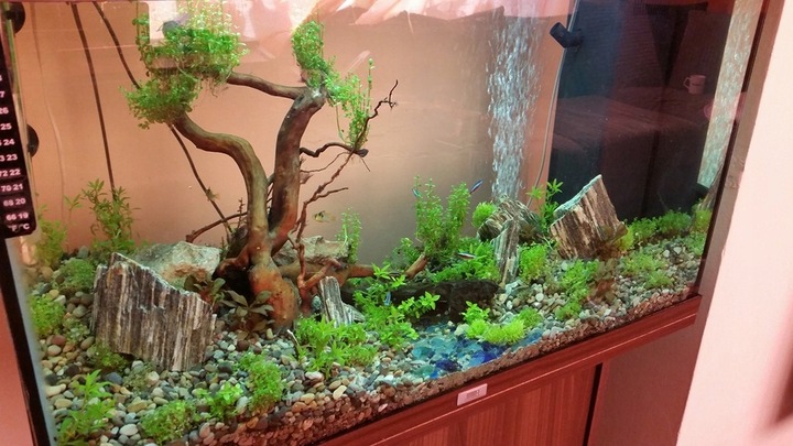 10kg Łupek Drzewiasty Zestaw Skał do Akwarium