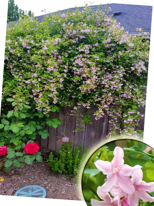 JAŚMIN STEFANA - CUDOWNIE PACHNĄCE PNĄCZE - 3 LETNIA SADZONKA 40-50CM