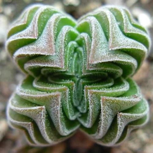 Crassula 'Buddha's Temple' Sukulent GRUBOSZ