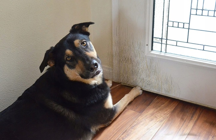 FOLIA OCHRONNA DRZWI PRZECIW DRAPANIU 100x100, 1x1