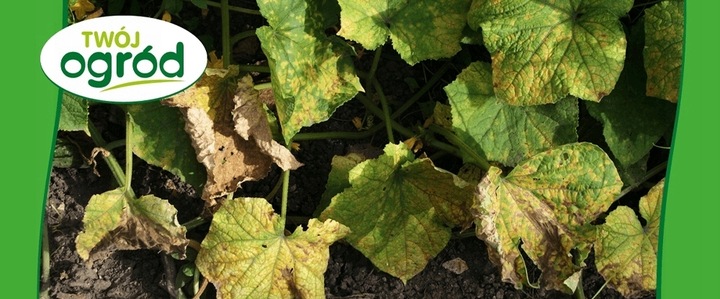 MIEDZIAN 50WP 100G + SYLLIT 65WP 45G NA CHOROBY GRZYBOWE OWOCÓW I