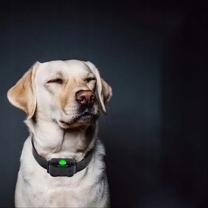 ELEKTRYCZNA OBROŻA DLA PSA TRENINGOWA 800M PILOT