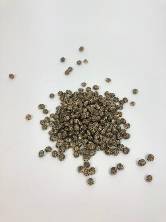 Łubin wąskolistny 25kg GORZKI