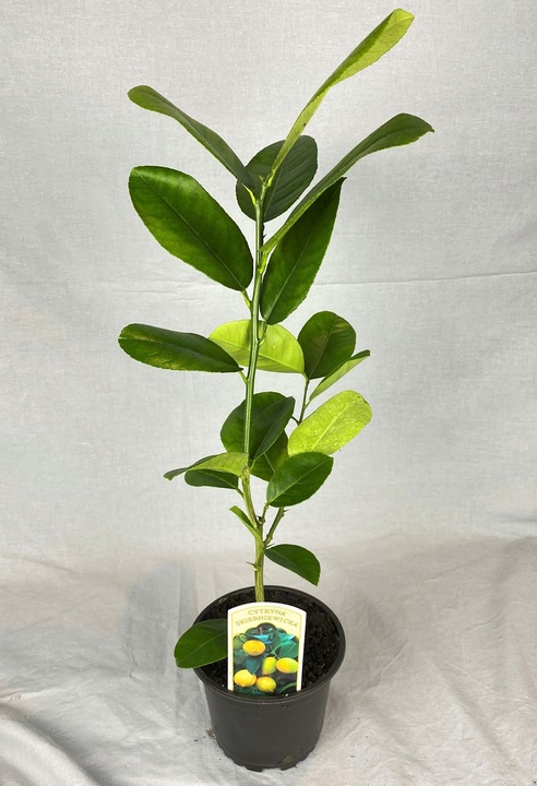 CYTRYNA SKIERNIEWICKA Cytrus