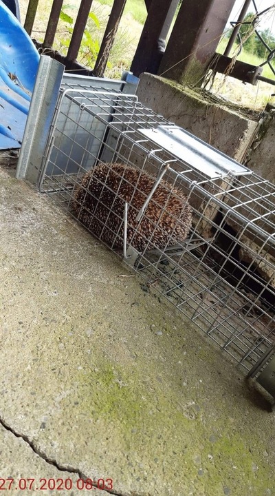 ŻYWOŁAPKA, PUŁAPKA NA KUNY, LISY, KOTY, NORKI, ŁASKI, WYDRY POLSKA