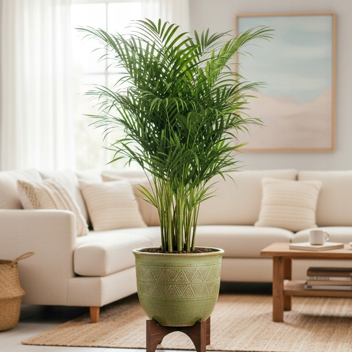 Areka palma Areca Dypsis czyści powietrze Wys. 70cm Zimoodporne