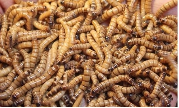 Zophobas morio Drewnojad drewnojady 250 ml